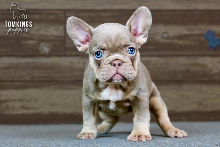 Ottilie, an Isabella and tan French Bulldog girl, standing front-facing indoors.