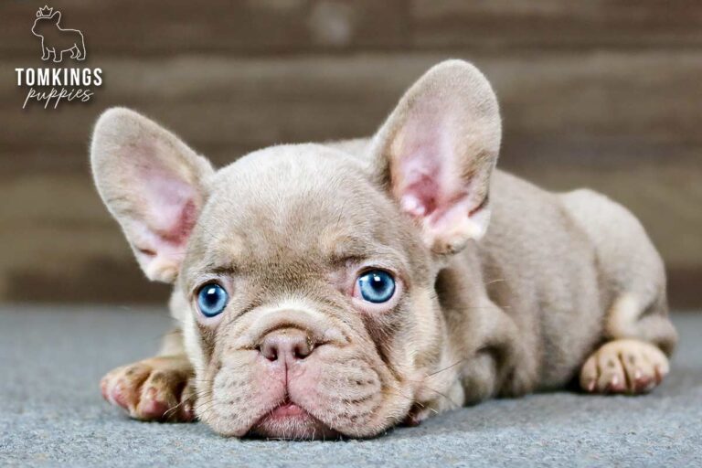 Ottilie, an Isabella and tan French Bulldog girl, lying down indoors with her head resting low.