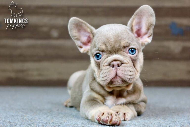 Ottilie, an Isabella and tan French Bulldog girl, lying indoors and facing the camera.