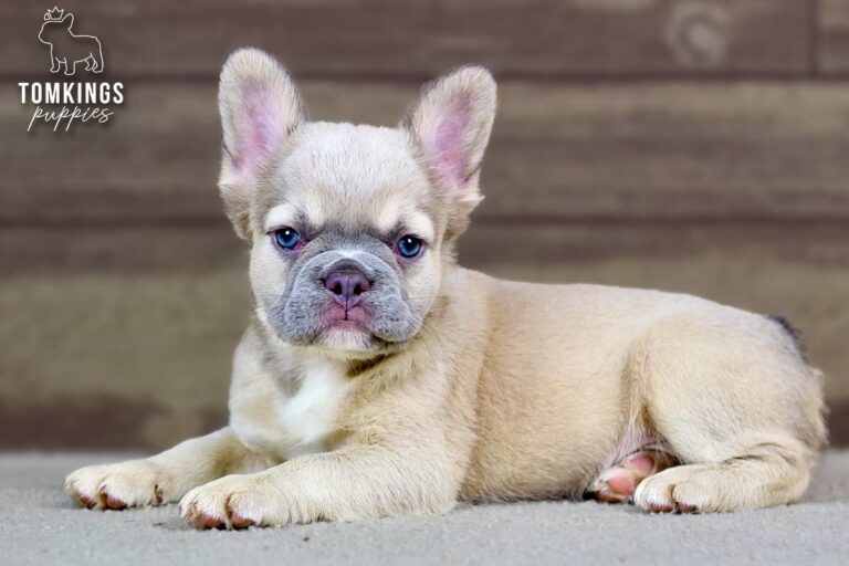 Ximena, a cream French Bulldog puppy, sitting indoors with blue eyes and large upright ears.