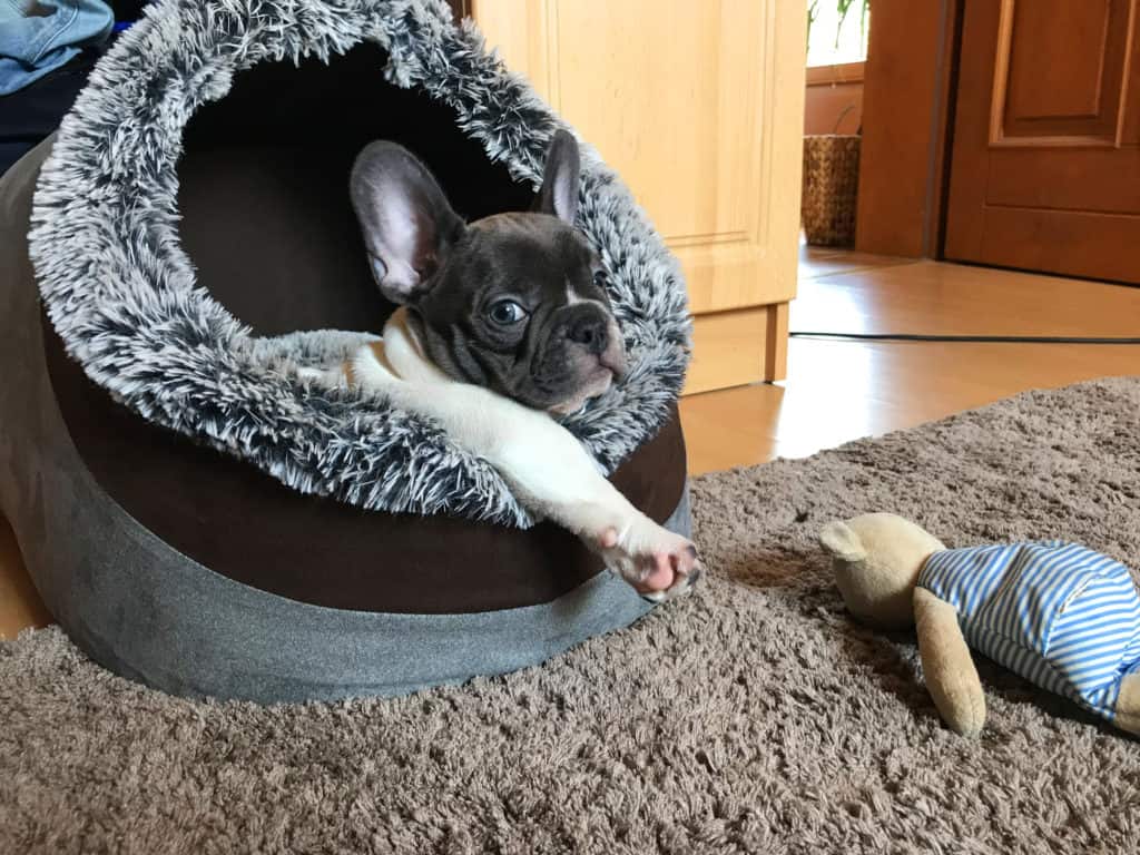 A real comfy bed for your Frenchie.