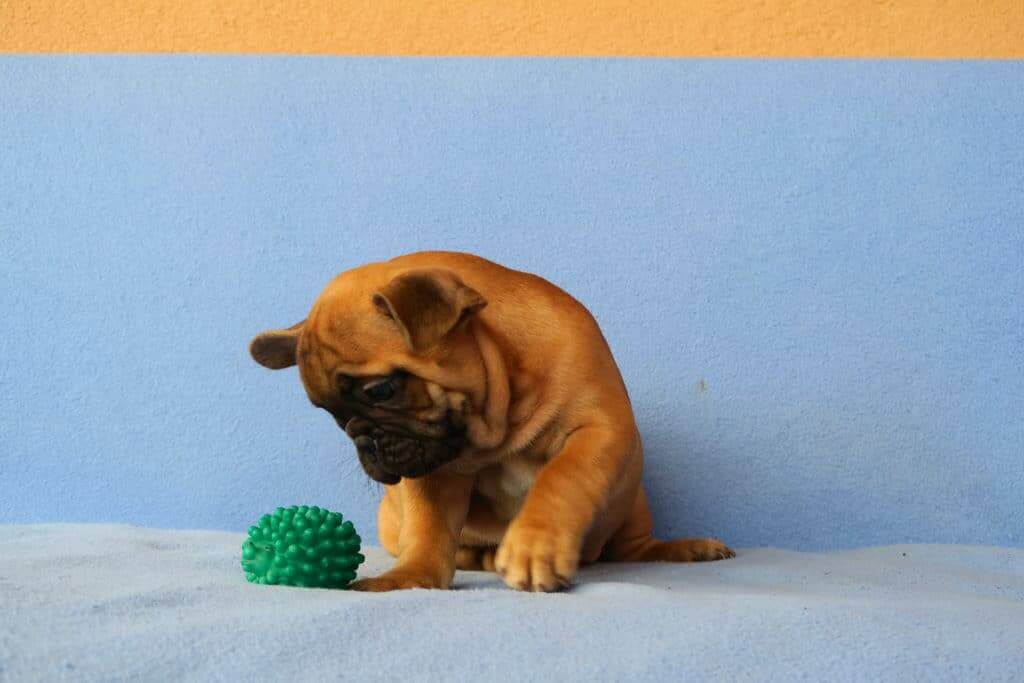Follow these basic rules when training your Frenchie - TomKings Blog