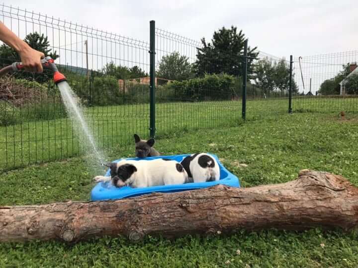 How much space does a Frenchie need? - TomKings Blog