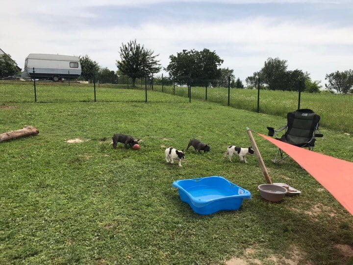 French Bulldog farm