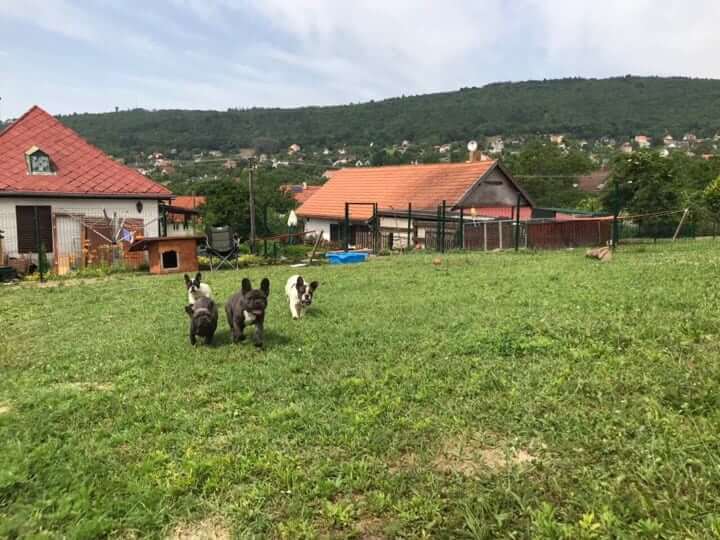 How much space does a Frenchie need? - TomKings Blog