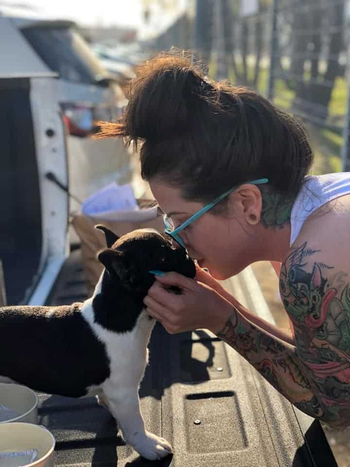 This is why Frenchie parents love Tomkings Puppies - TomKings Blog