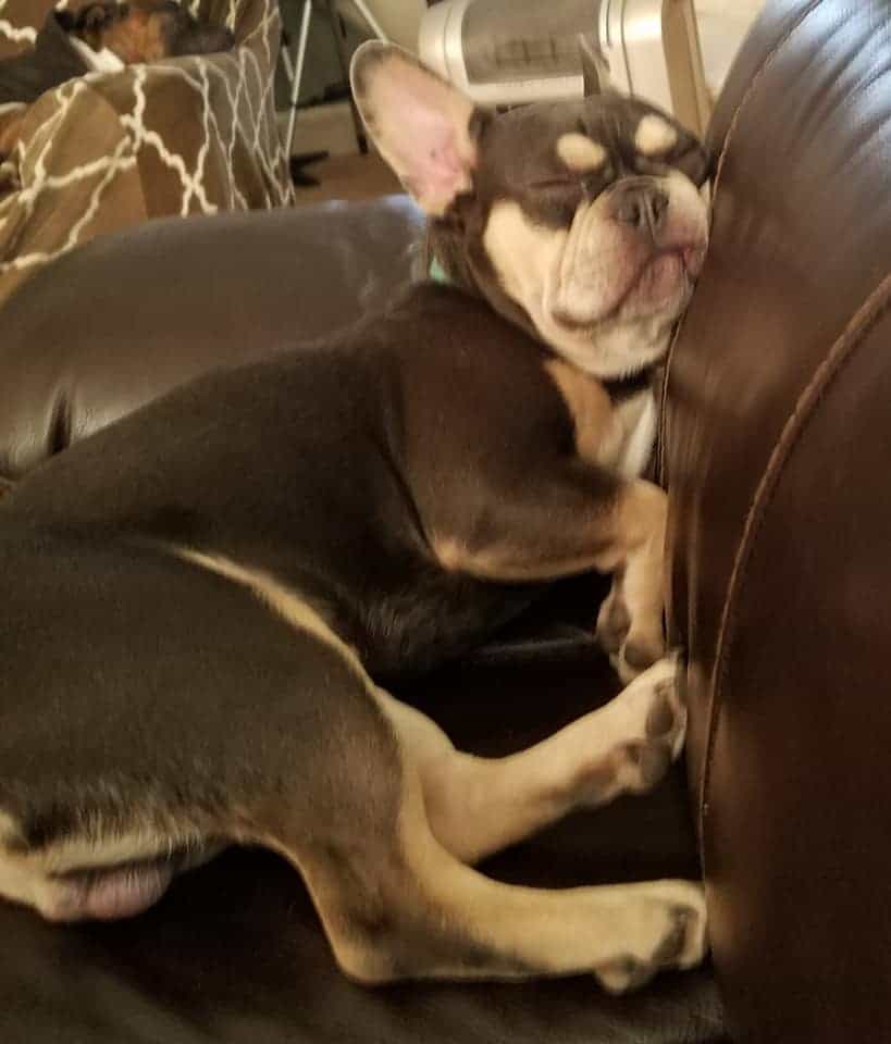 This is why Frenchie parents love Tomkings Puppies - TomKings Blog