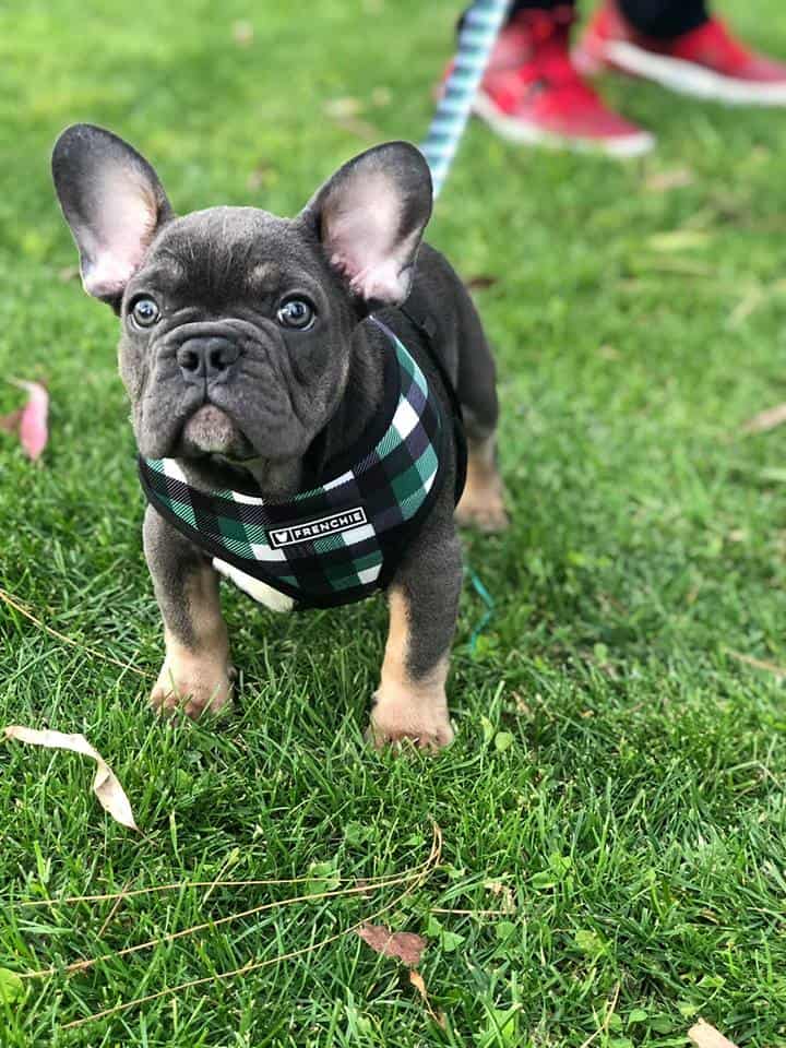 This is why Frenchie parents love Tomkings Puppies - TomKings Blog