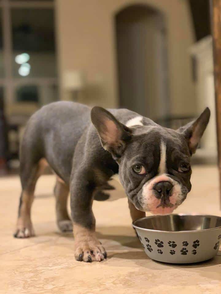 This is why Frenchie parents love Tomkings Puppies - TomKings Blog