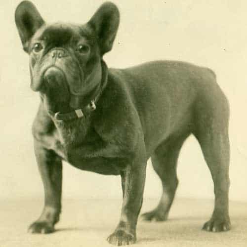 Why is the French Bulldog one of the most popular breeds? - TomKings Blog