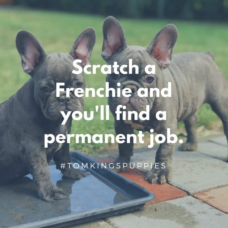 10 best Frenchie quotes - TomKings Blog