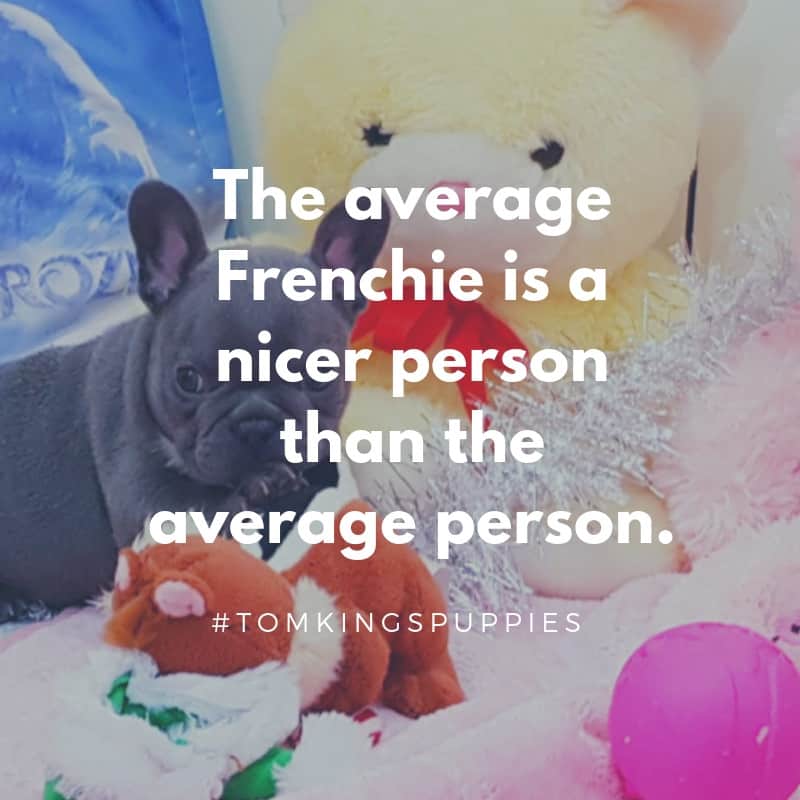 10 best Frenchie quotes - TomKings Blog