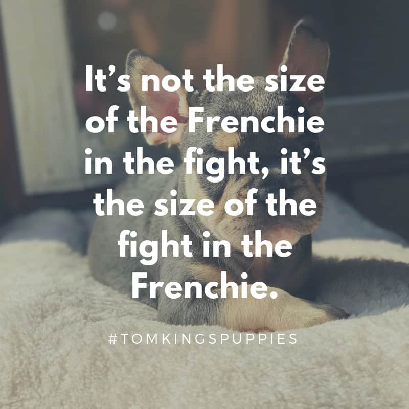 10 best Frenchie quotes - TomKings Blog