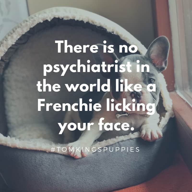 10 best Frenchie quotes - TomKings Blog