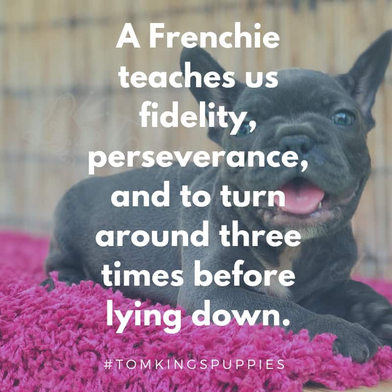 10 best Frenchie quotes - TomKings Blog