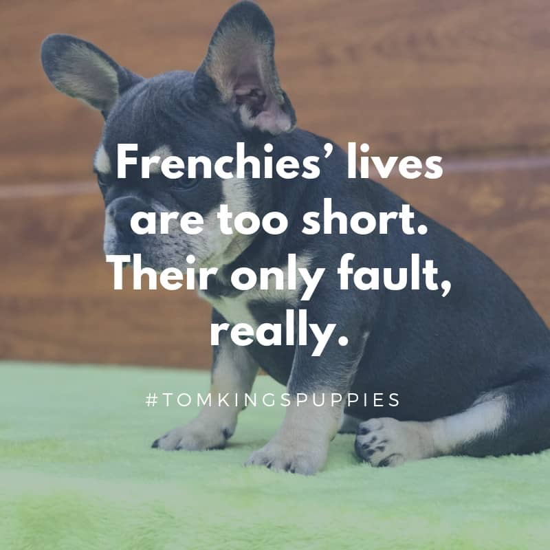 10 best Frenchie quotes - TomKings Blog