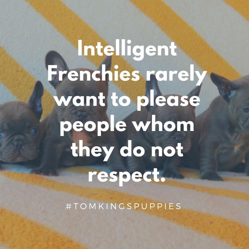 10 best Frenchie quotes - TomKings Blog