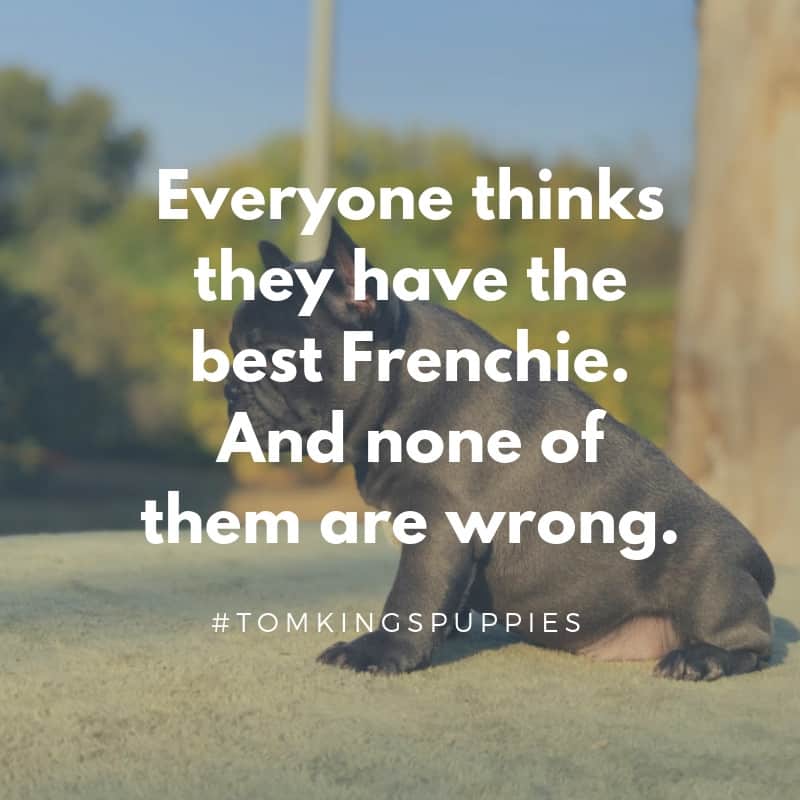 10 best Frenchie quotes - TomKings Blog