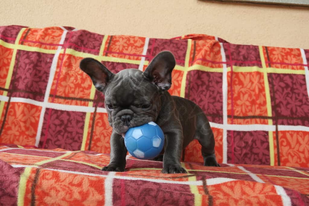 Five steps to follow when you buy a Frenchie online - TomKings Blog