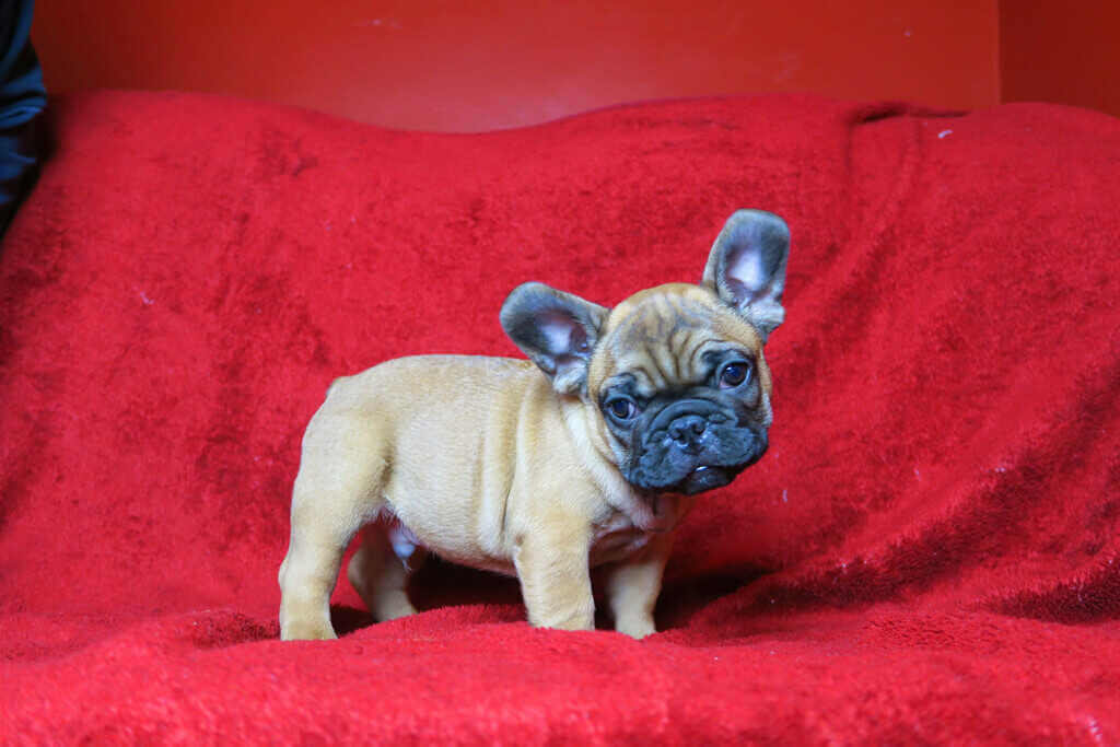 Five misbeliefs about French Bulldogs - TomKings Blog