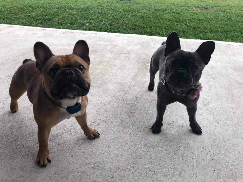 This is why Frenchie parents love Tomkings Puppies - TomKings Blog