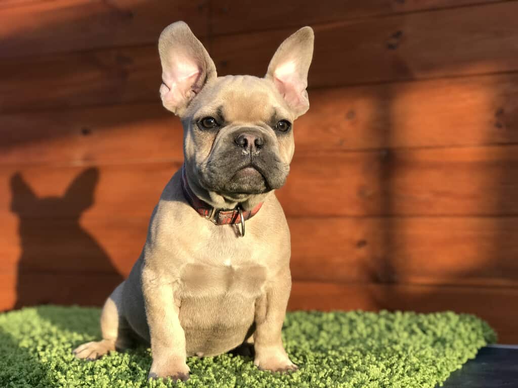 How to feed my French Bulldog? - TomKings Blog
