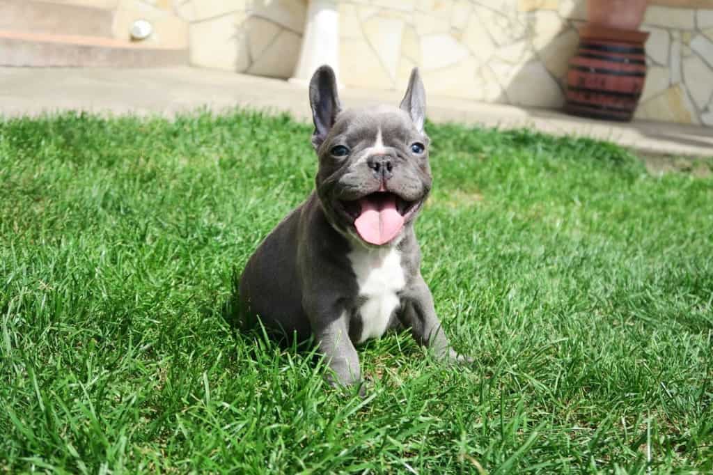 How to feed my French Bulldog? - TomKings Blog
