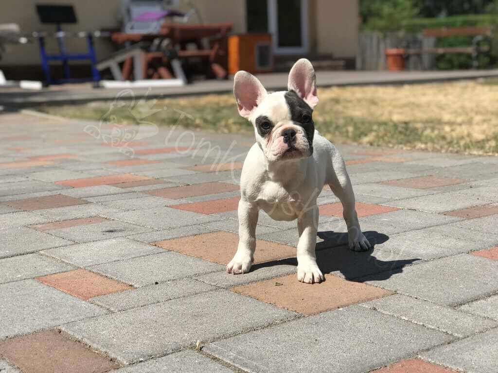 Five steps to follow when you buy a Frenchie online - TomKings Blog