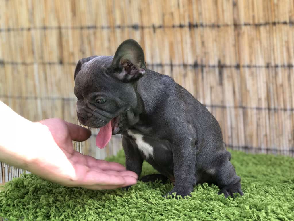 Why adopt a French Bulldog? - [7 good reasons] - TomKings Blog