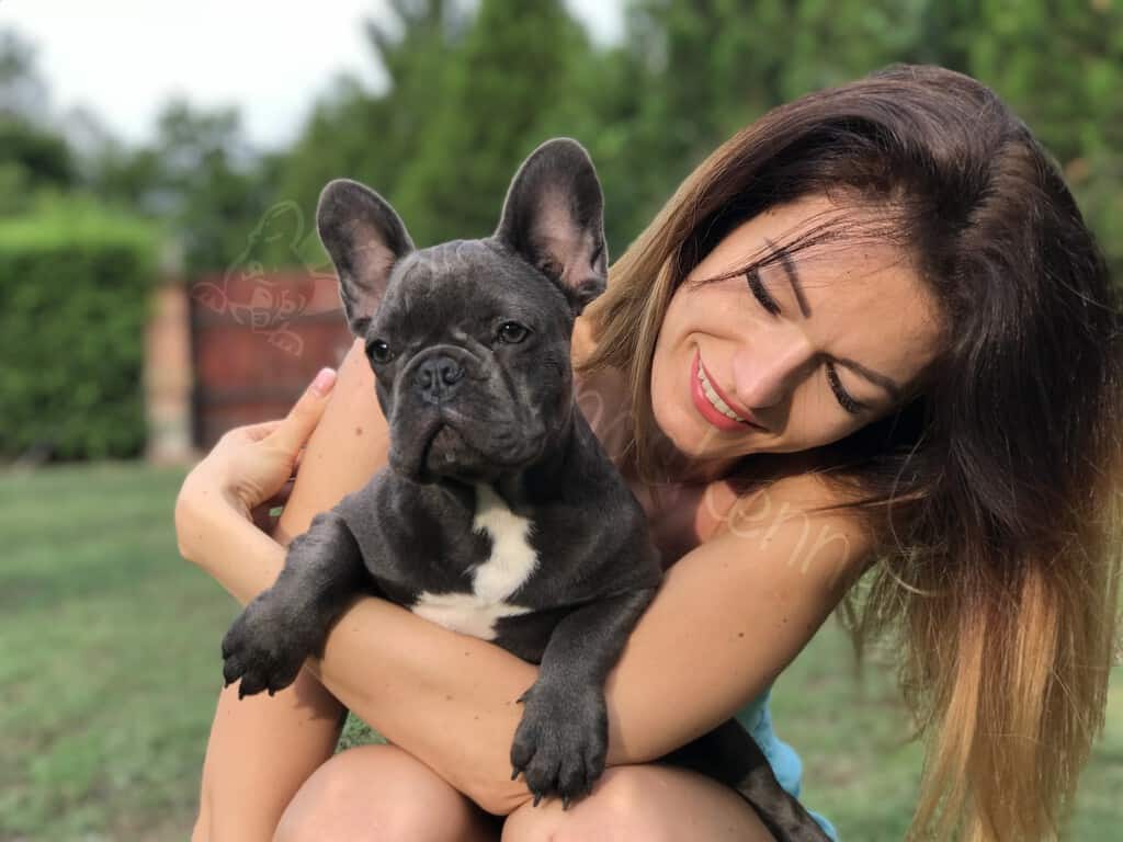 Five steps to follow when you buy a Frenchie online - TomKings Blog