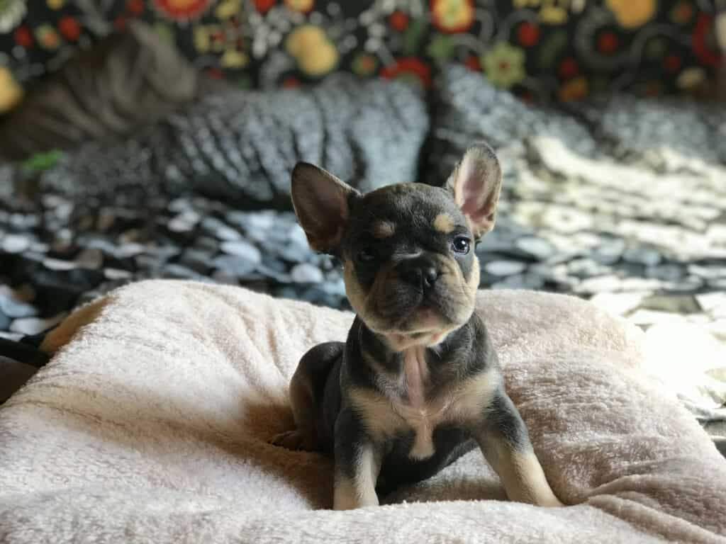 What to buy before your French Bulldog puppy arrives - TomKings Blog