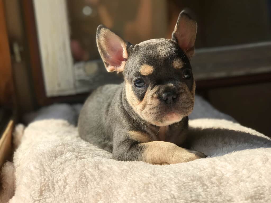Why adopt a French Bulldog? - [7 good reasons] - TomKings Blog