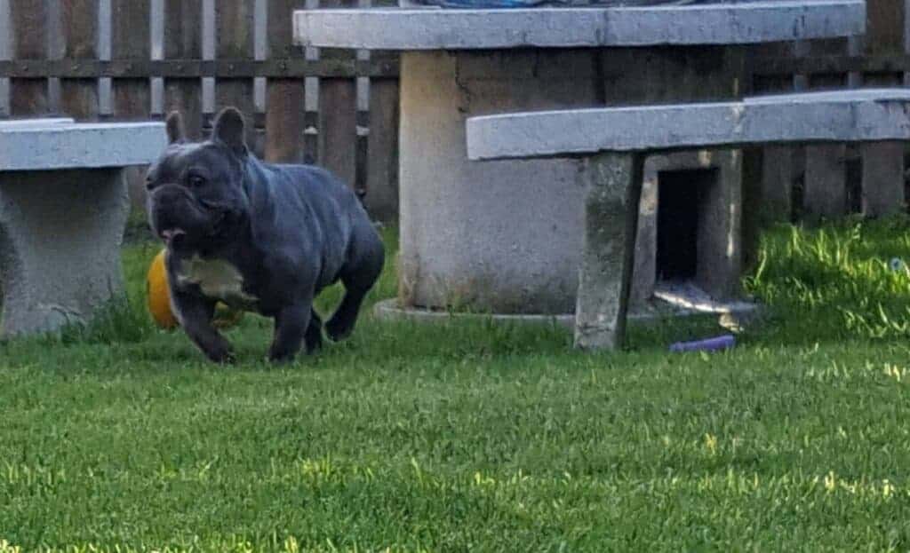 Five misbeliefs about French Bulldogs - TomKings Blog