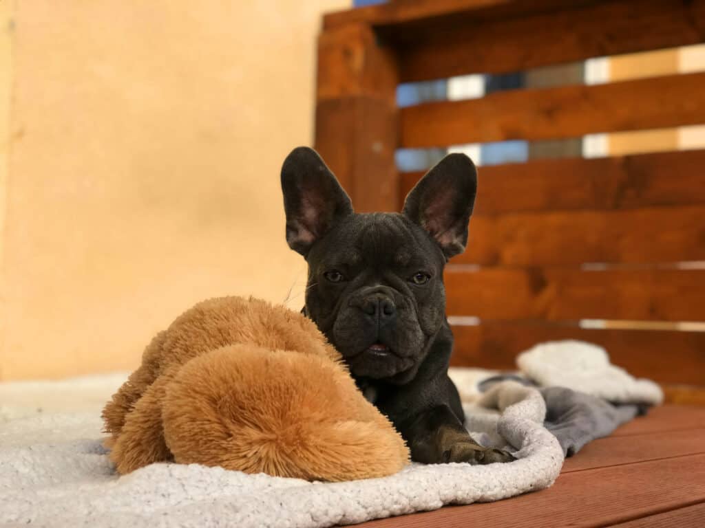 How to groom your Frenchie - TomKings Blog