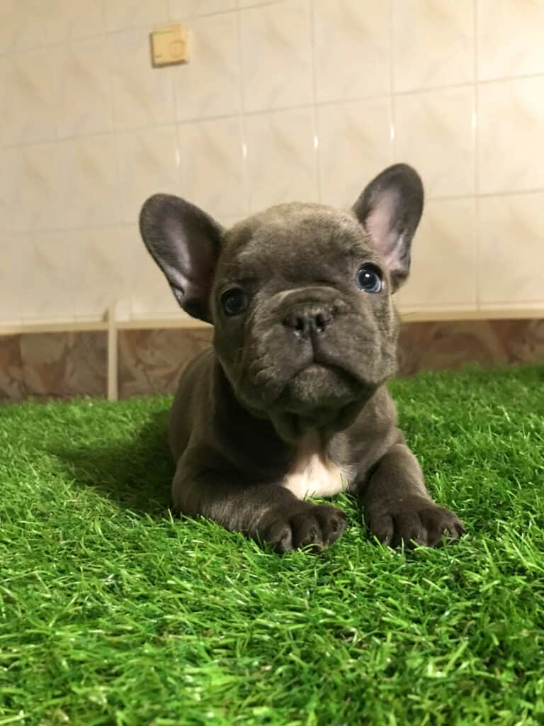 Frenchie-friendly vacation - TomKings Blog