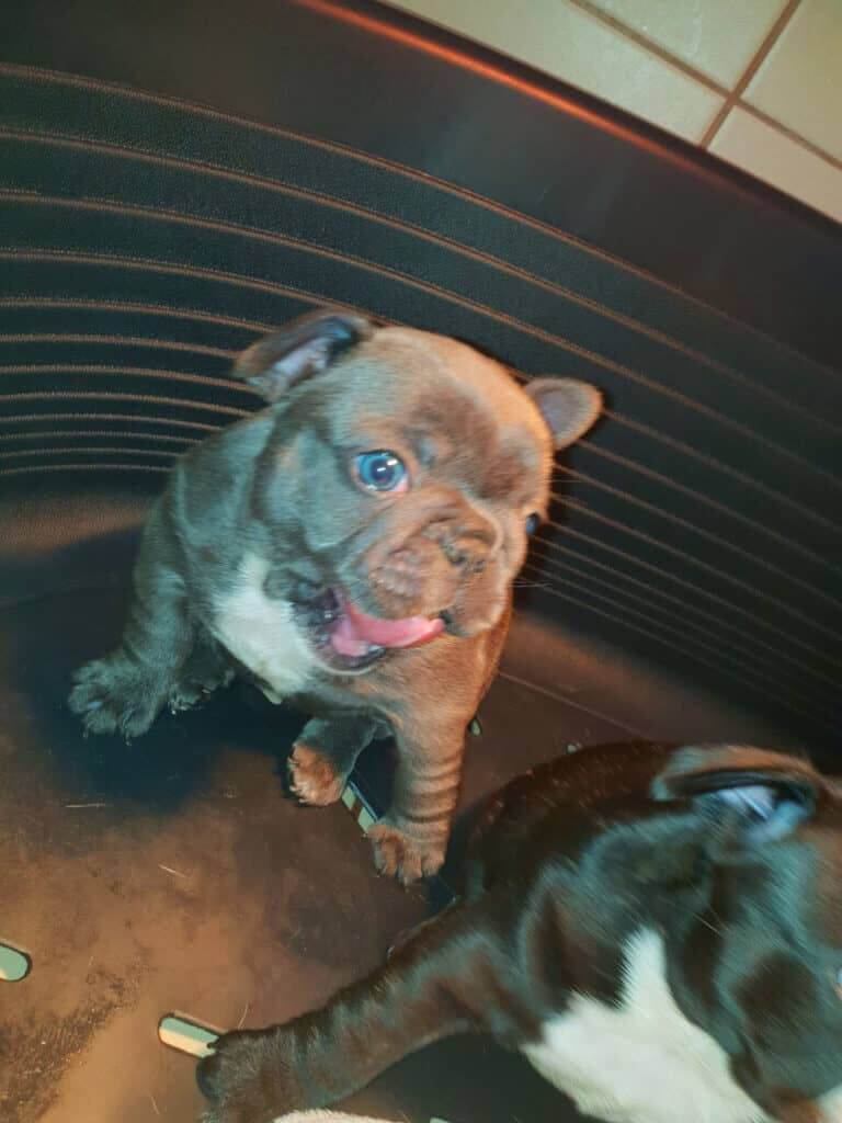A day on the TomKings Puppies farm - TomKings Blog