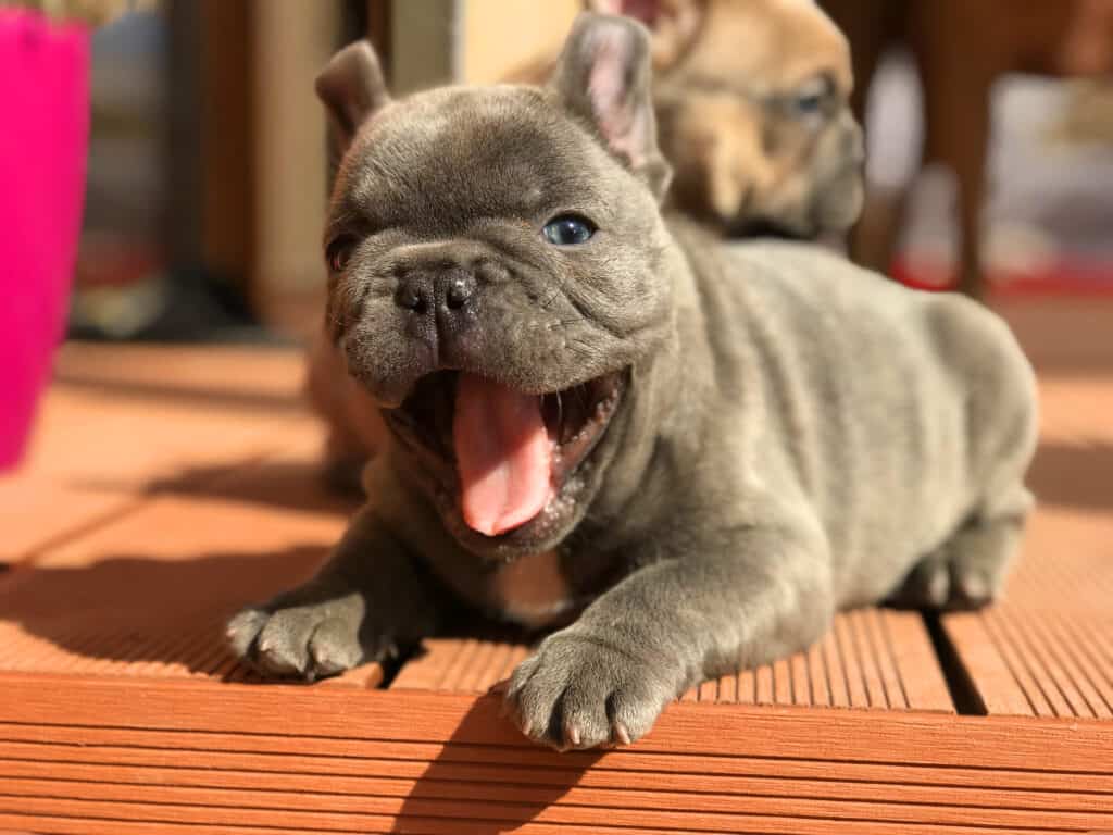 How to groom your Frenchie - TomKings Blog