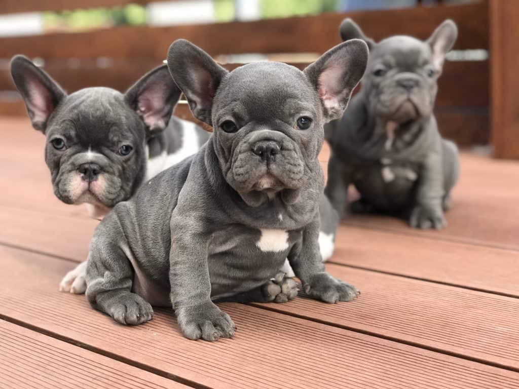 Five mistakes Frenchie parents make (and how to avoid them) - TomKings Blog