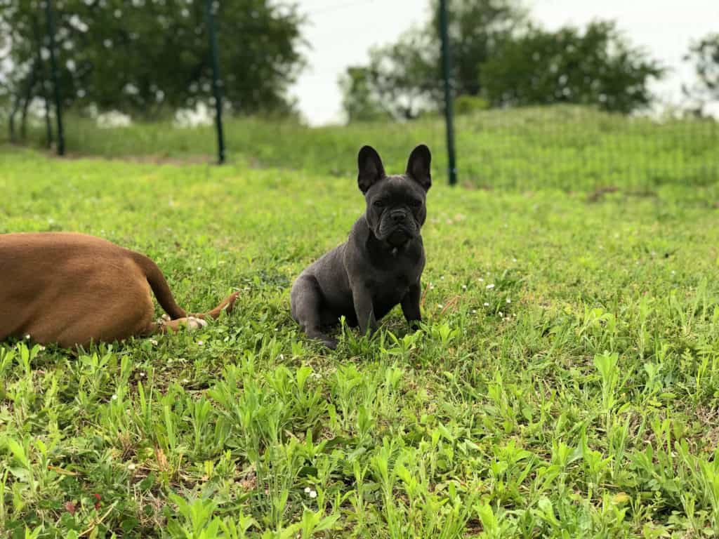 Five mistakes Frenchie parents make (and how to avoid them) - TomKings Blog