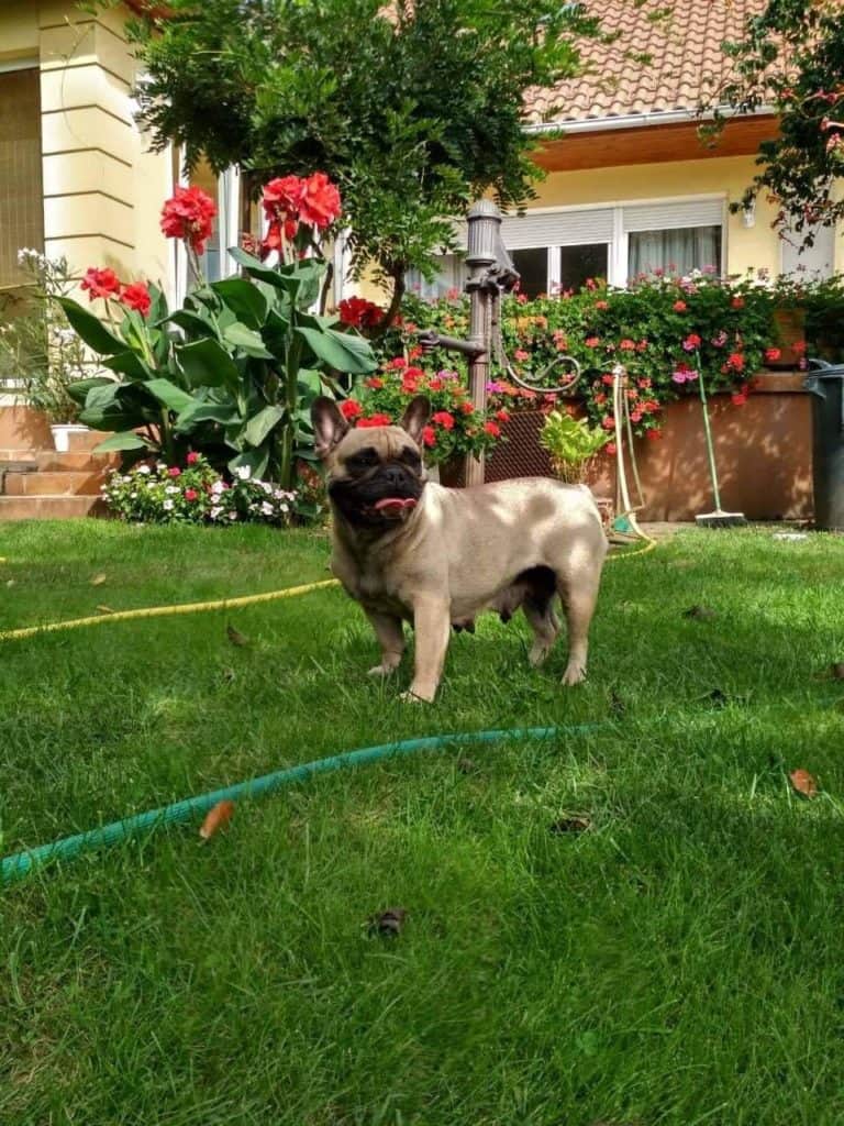 How to select the best training school for your Frenchie - TomKings Blog