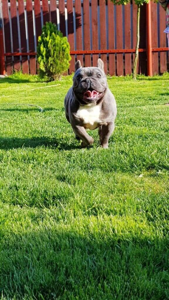 Basic commands to teach your French Bulldog after adoption - TomKings Blog
