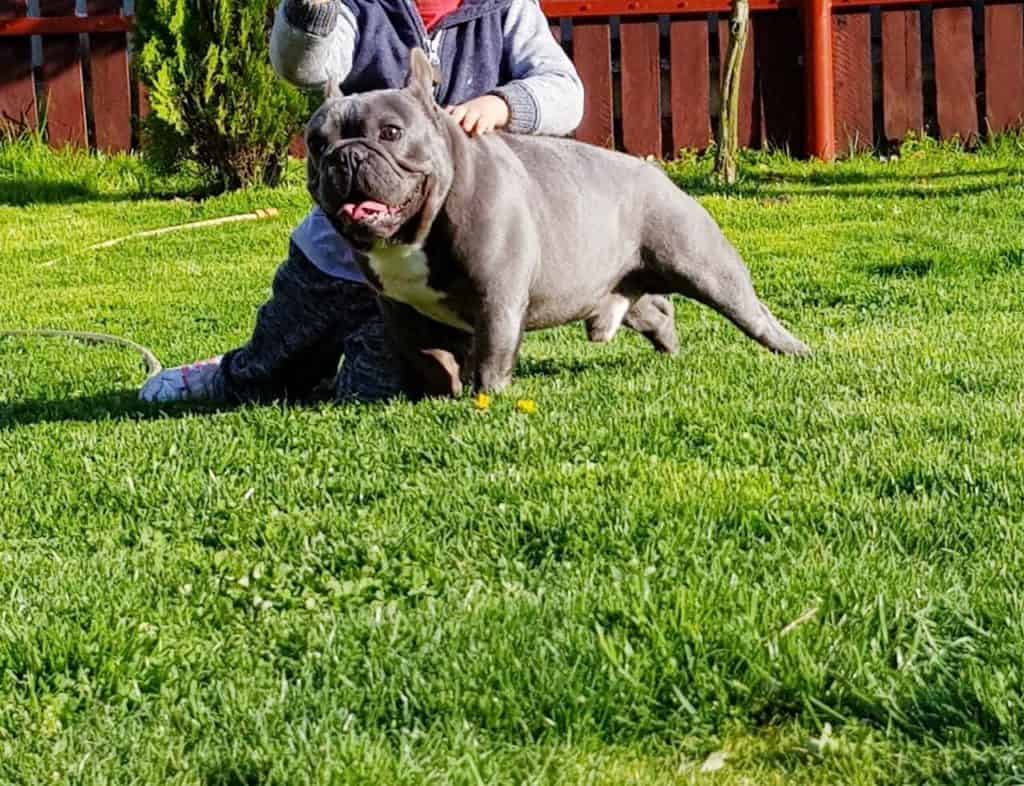 Follow these basic rules when training your Frenchie - TomKings Blog