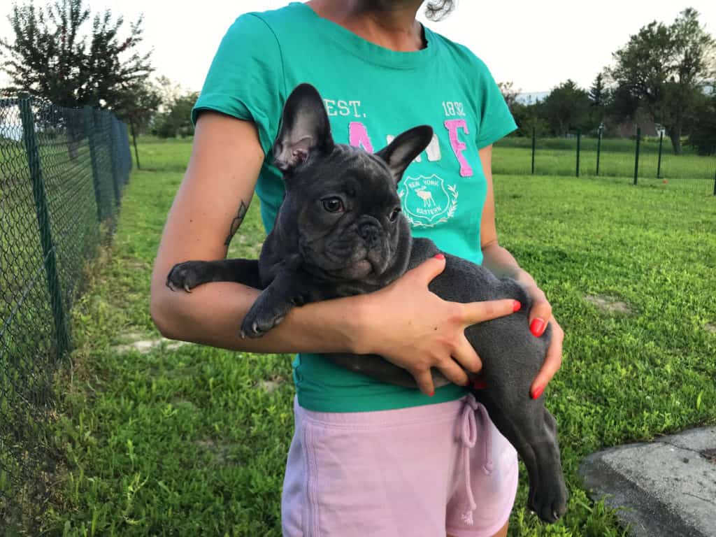 Why and how to avoid French bulldog puppy farms? - TomKings Blog