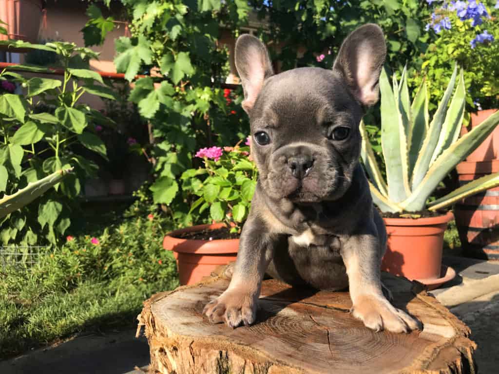 Step by step guide for a successful potty training - TomKings Blog