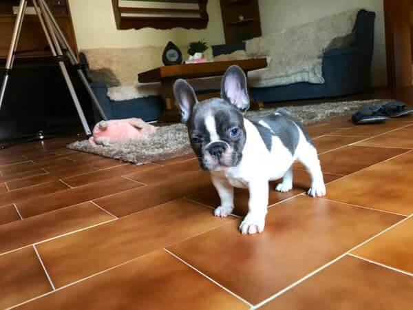 The first day with your Frenchie [with tips for a successful training] - TomKings Blog