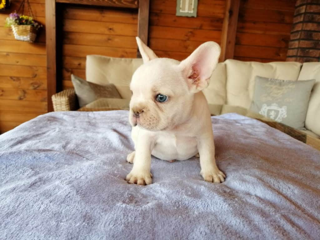 Don't let your Frenchie sleep in your bed.