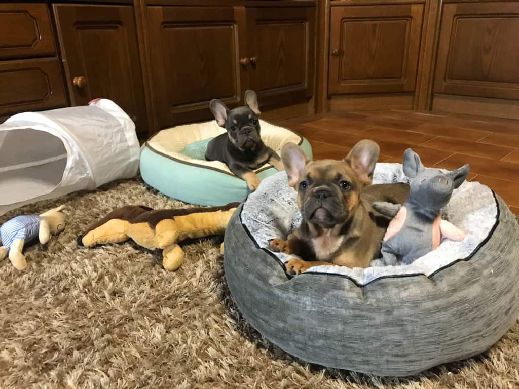 Prepare a very comfy sleeping option for your Frenchie.